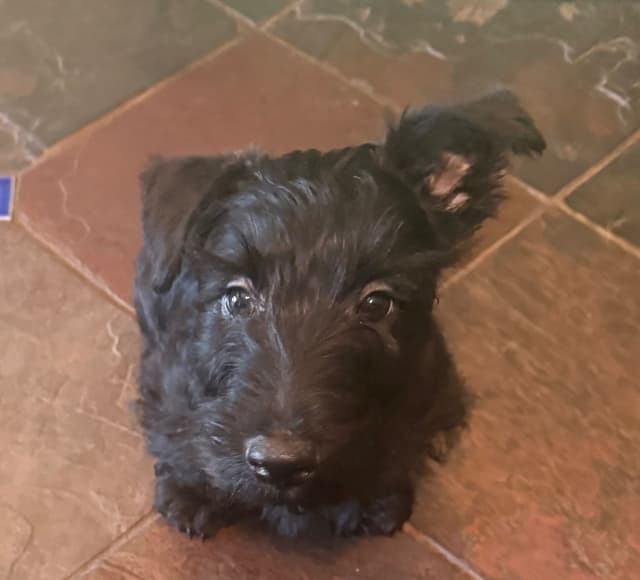 Scottish Terrier Puppies media 21