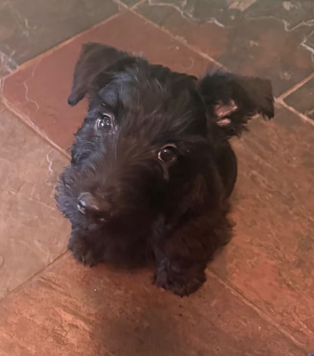 Scottish Terrier Puppies media 22