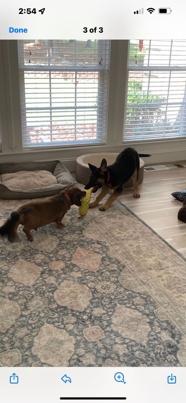 German Shepherd Dog Puppies breeder image 3