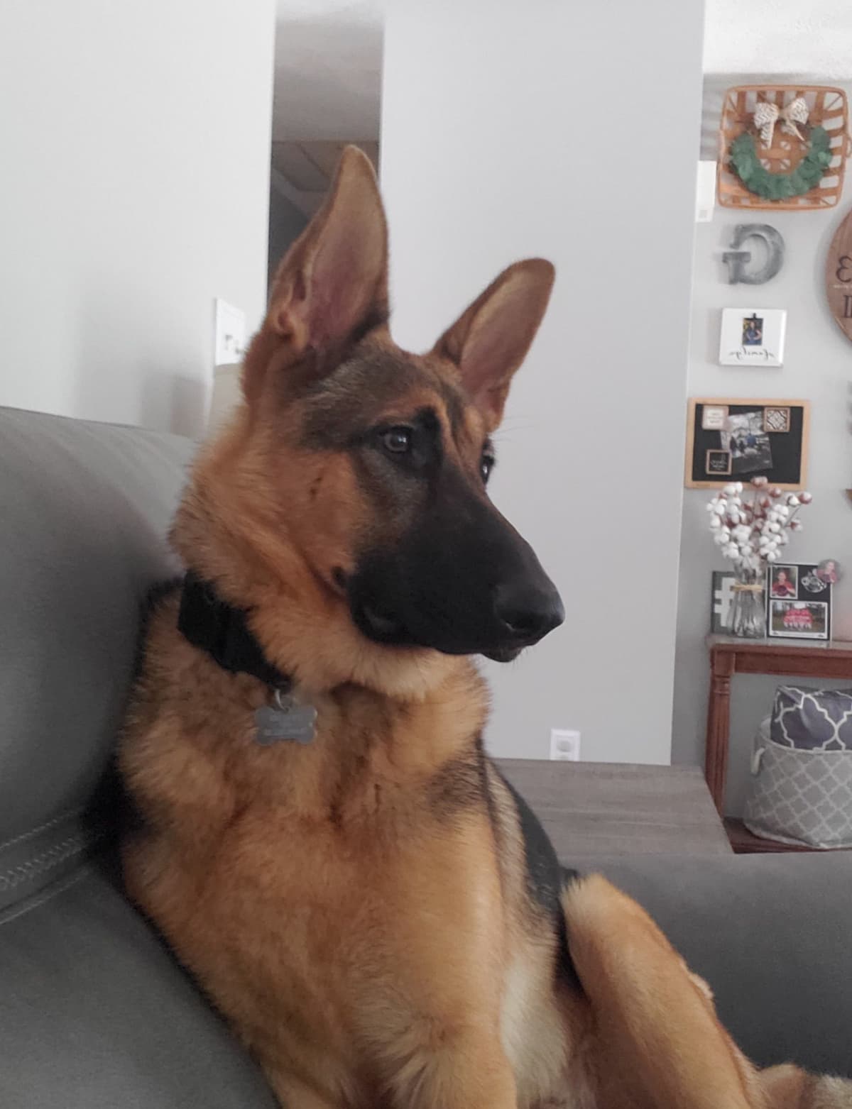 German Shepherd Dog Puppies breeder image 2