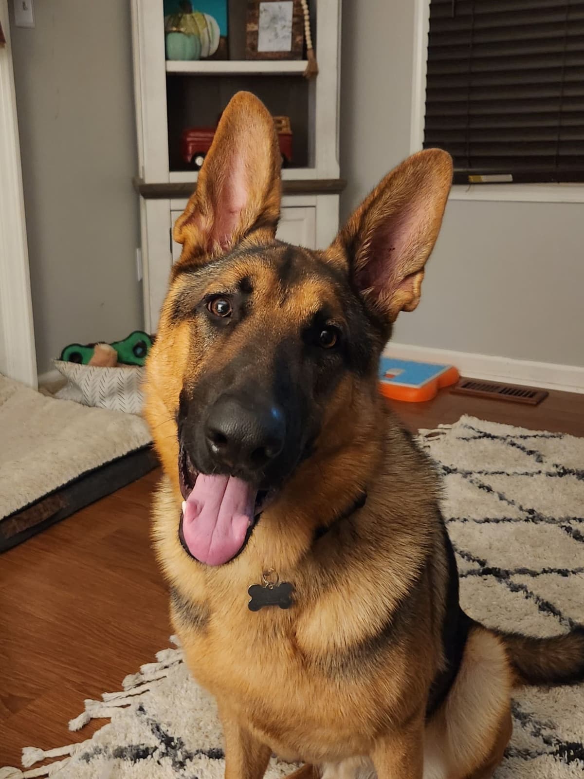 German Shepherd Dog Puppies breeder image 4