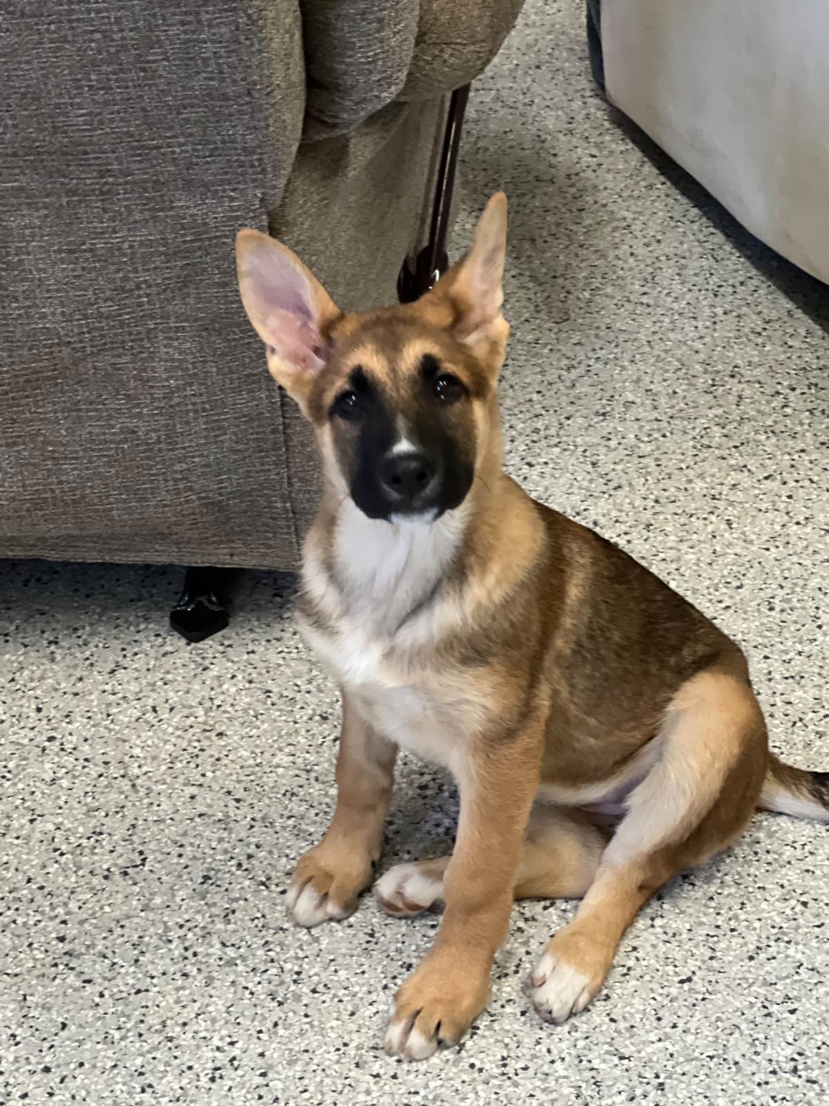 German Shepherd Dog Puppies breeder image 6