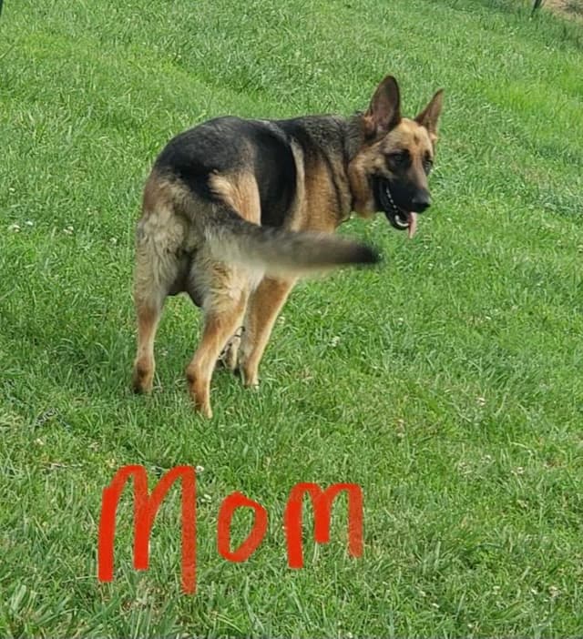 German Shepherd Puppies media 2