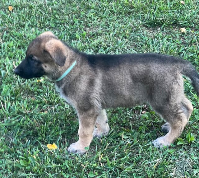 German Shepherd Puppies media 3