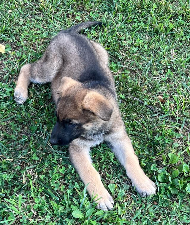 German Shepherd Puppies media 4
