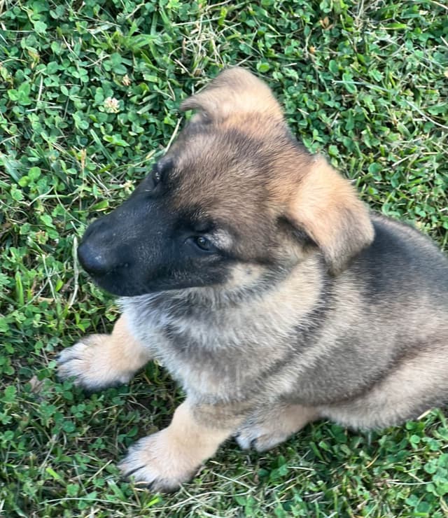 German Shepherd Puppies media 5