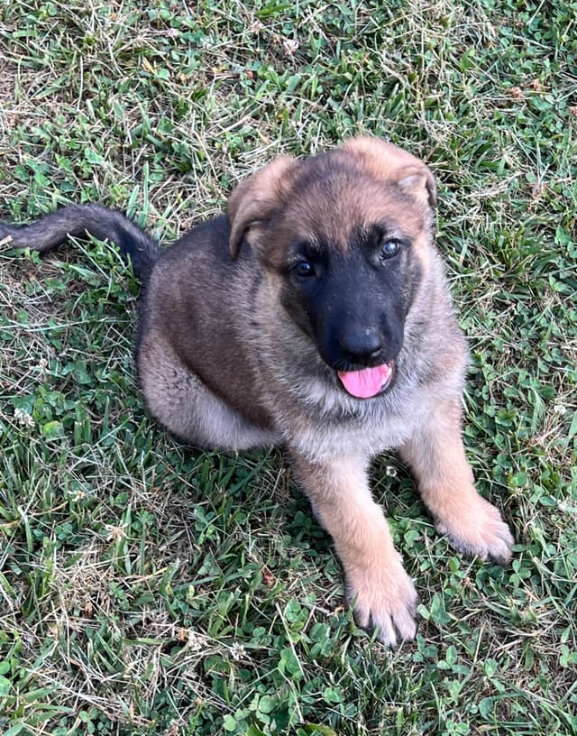 German Shepherd Puppies media 6
