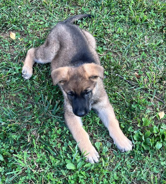 German Shepherd Puppies media 8