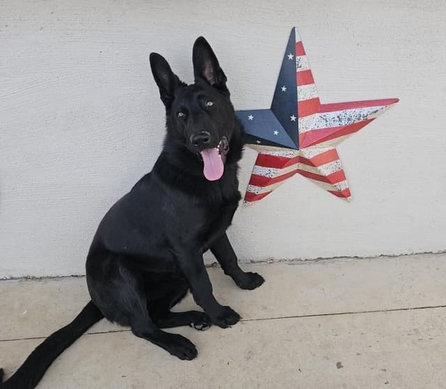 German Shepherd Dog Puppies media 17