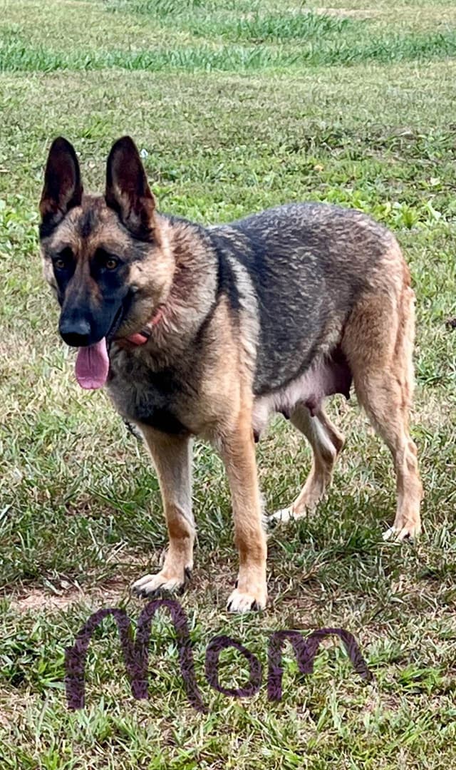 German Shepherd Dog Puppies media 16
