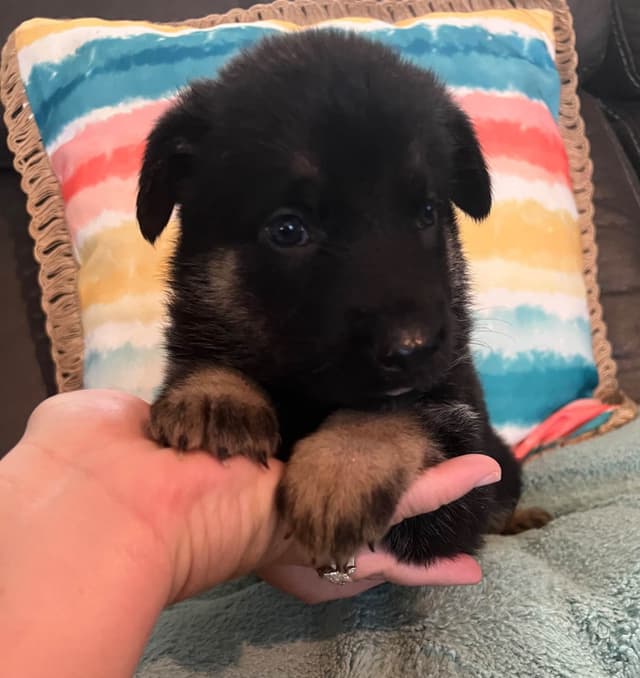 German Shepherd Dog Puppies media 2