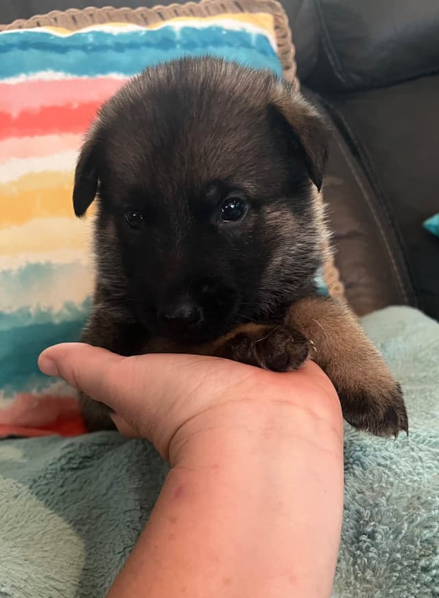 German Shepherd Dog Puppies media 6