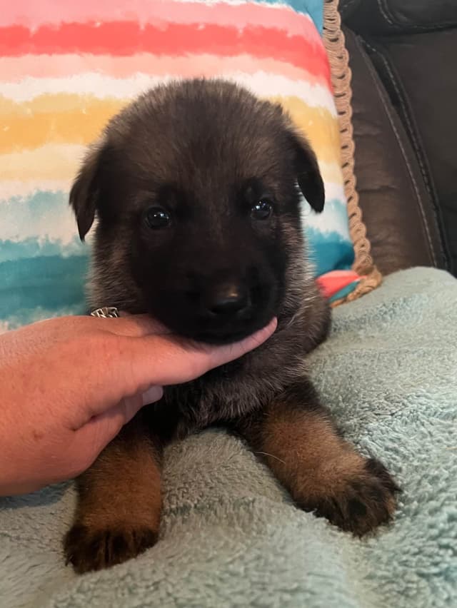 German Shepherd Dog Puppies media 5