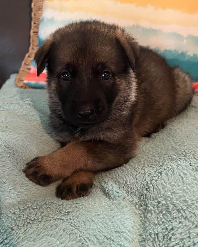 German Shepherd Dog Puppies media 4