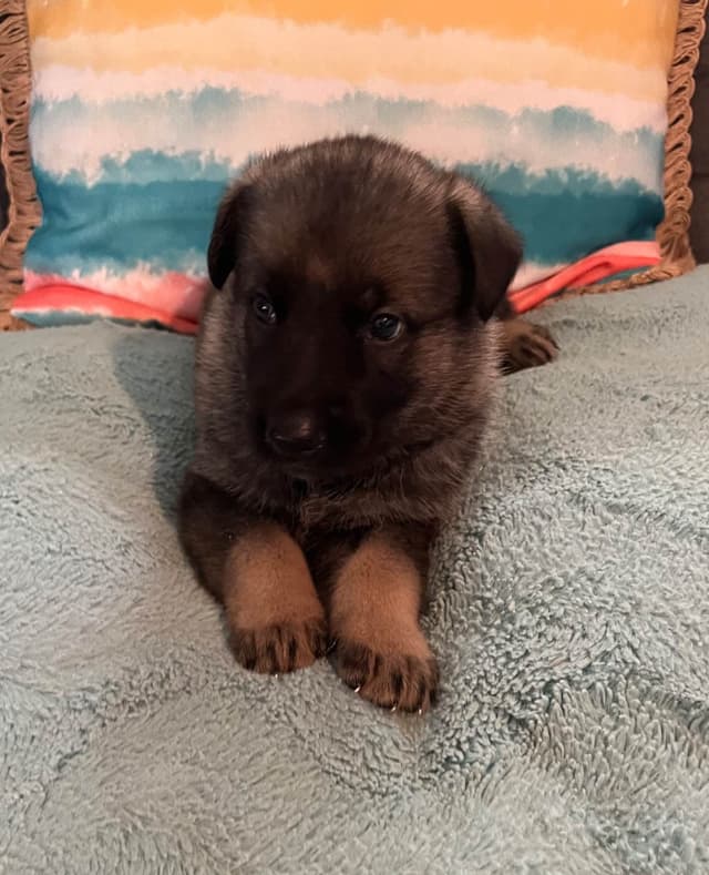 German Shepherd Dog Puppies media 8