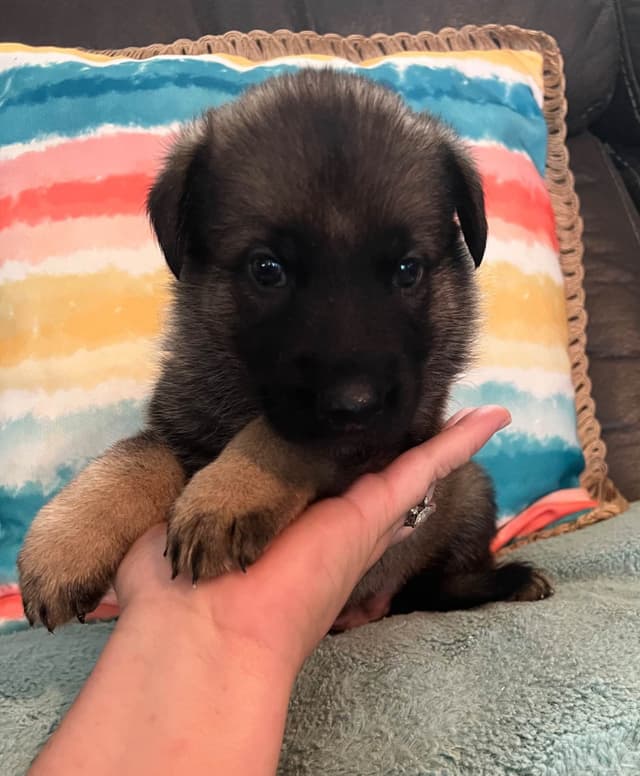 German Shepherd Dog Puppies media 9