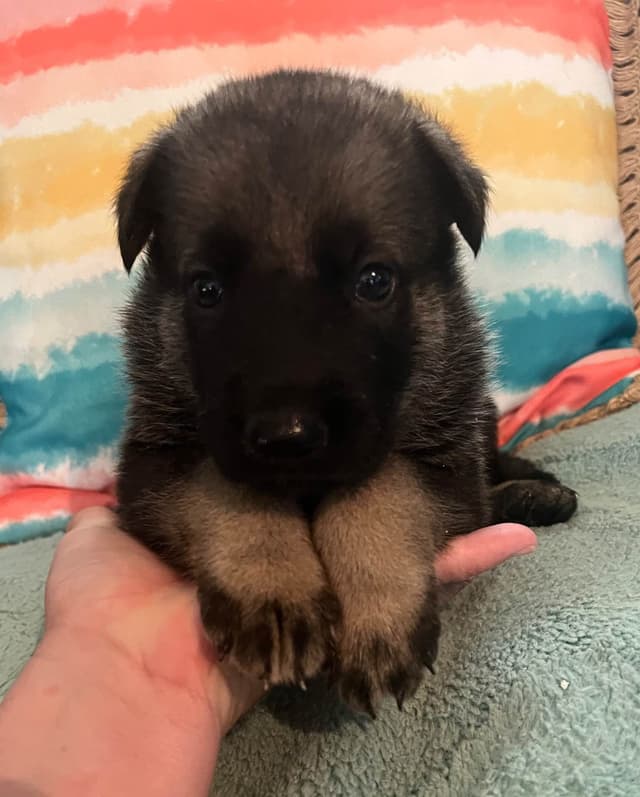 German Shepherd Dog Puppies media 10