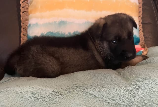 German Shepherd Dog Puppies media 12