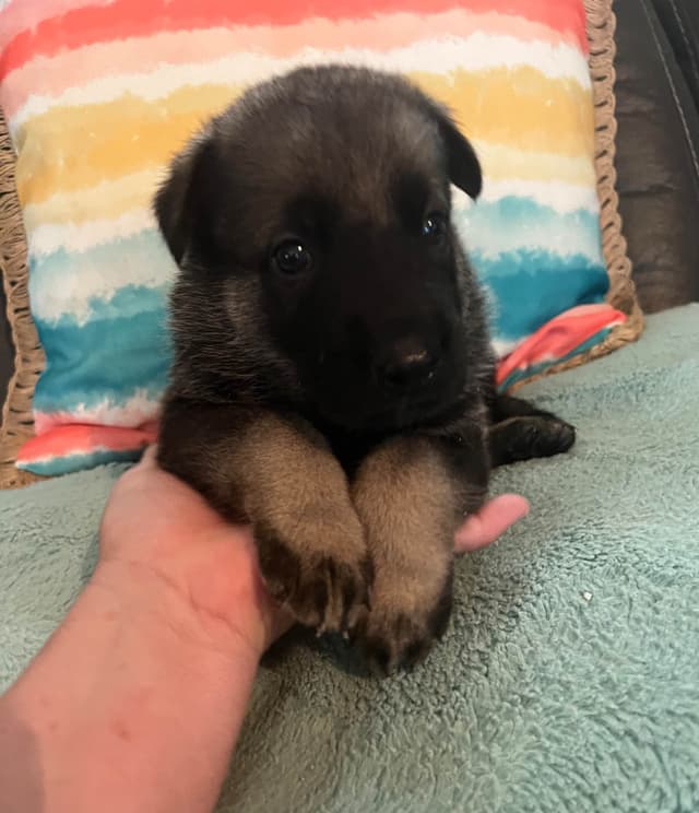 German Shepherd Dog Puppies media 11