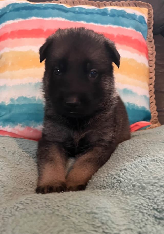 German Shepherd Dog Puppies media 13