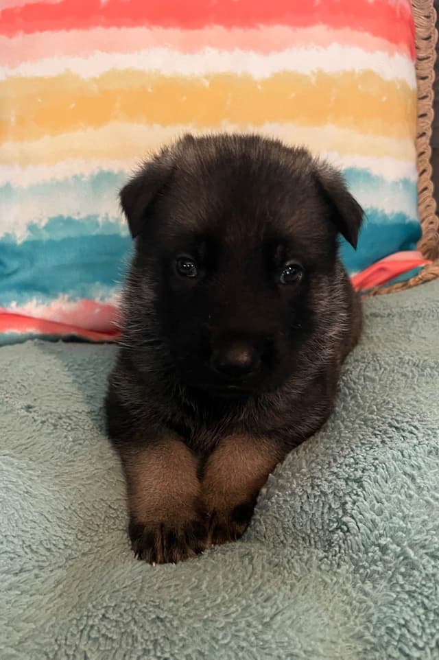 German Shepherd Dog Puppies media 14