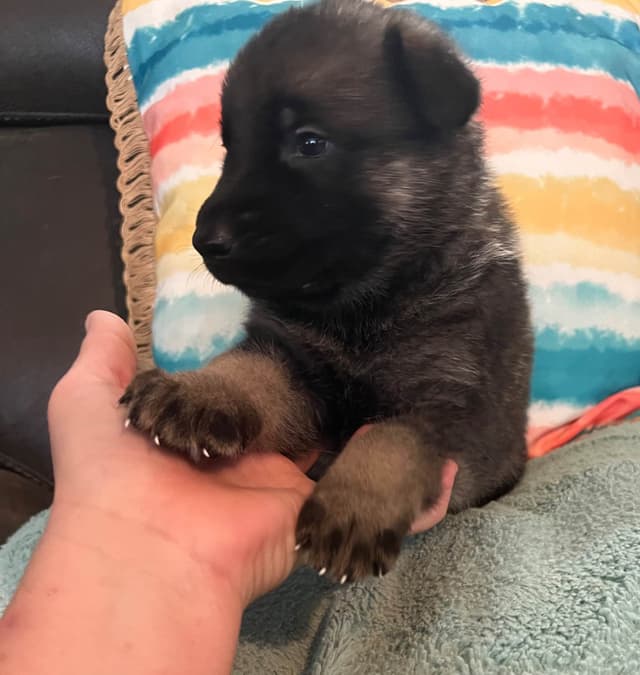 German Shepherd Dog Puppies media 15