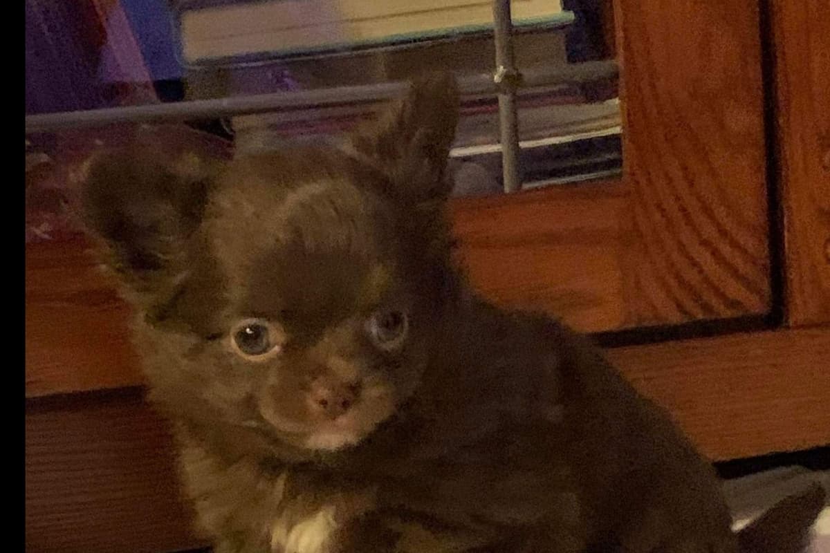 Chihuahua Puppies breeder image 1