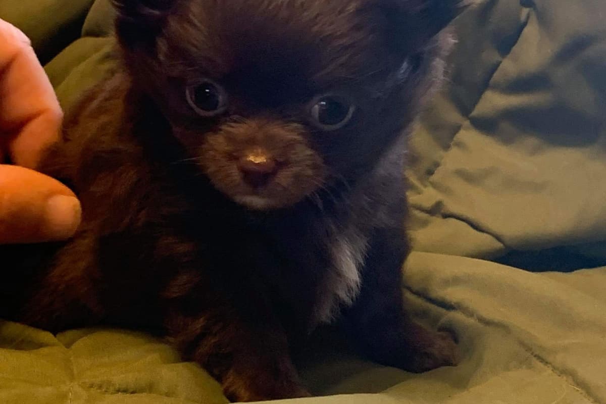 Chihuahua Puppies breeder image 3