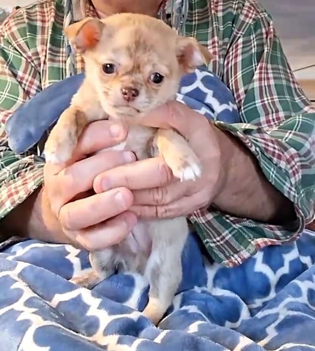 Chihuahua Puppies media 3