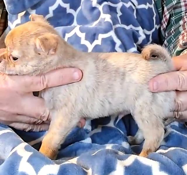 Chihuahua Puppies media 4