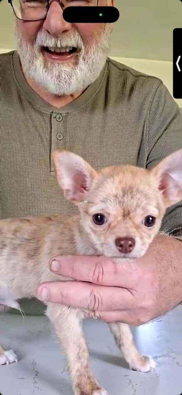 Chihuahua Puppies media 5