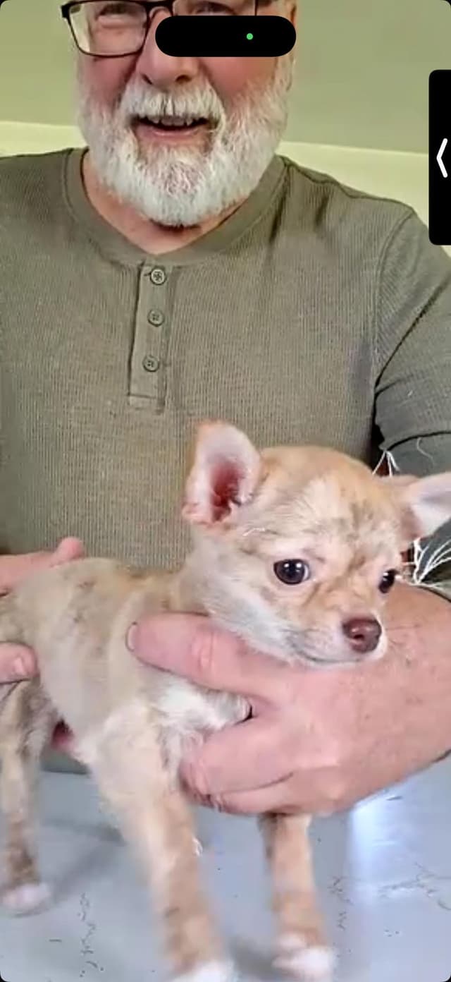 Chihuahua Puppies media 7