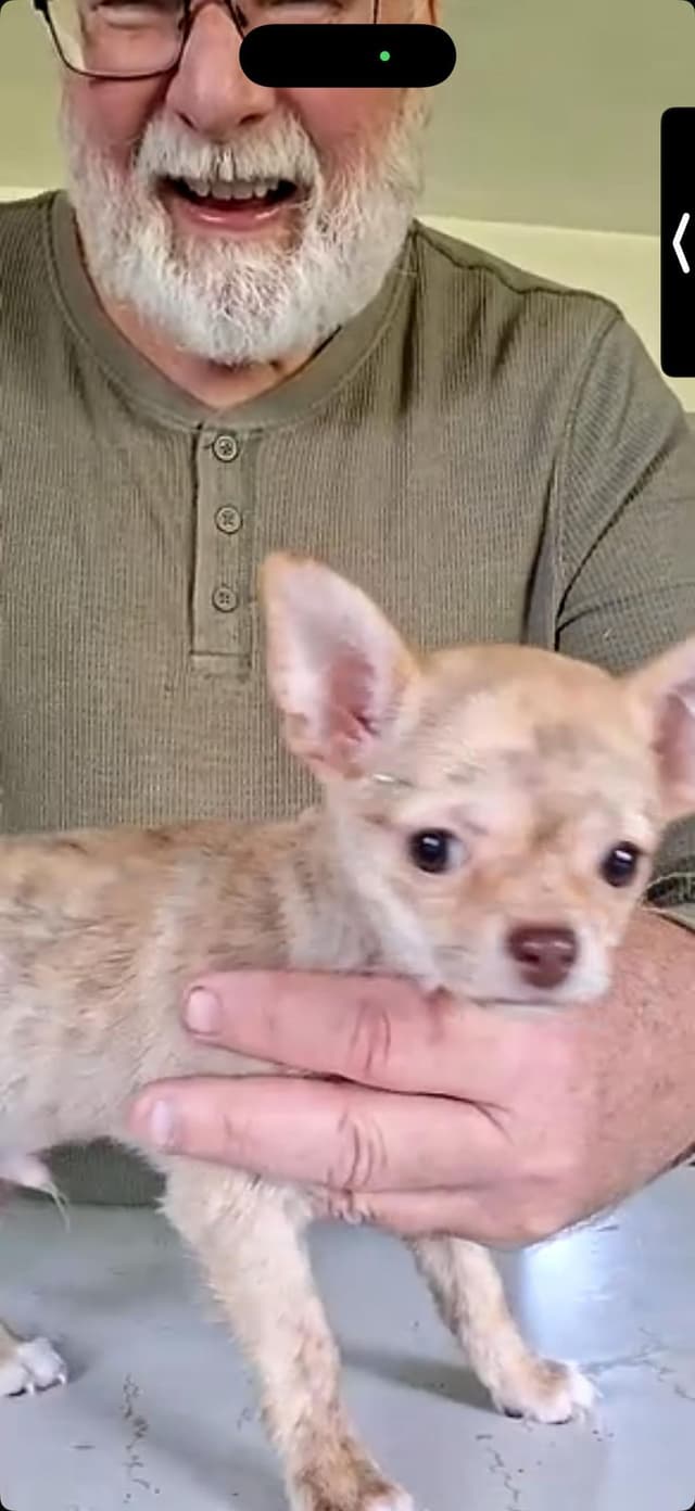 Chihuahua Puppies media 8