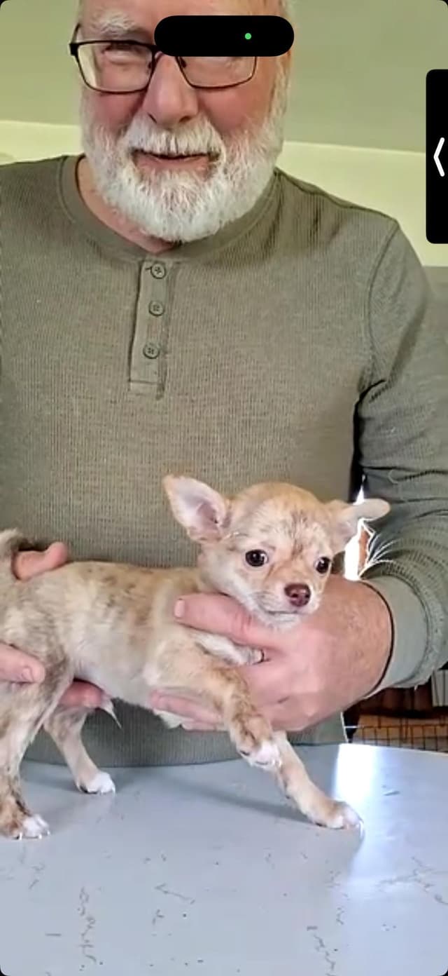 Chihuahua Puppies media 9