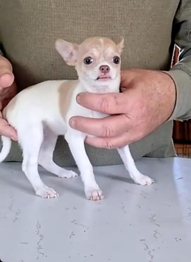 Chihuahua Puppies media 10
