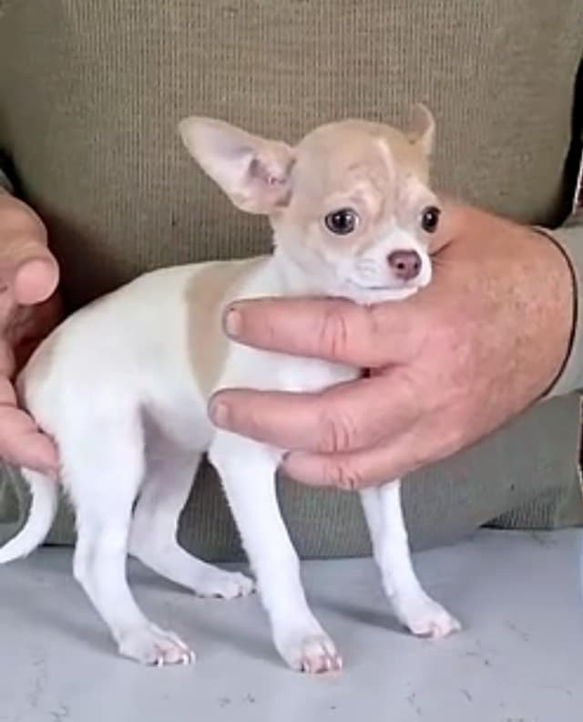 Chihuahua Puppies media 11