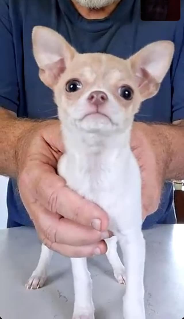 Chihuahua Puppies media 12