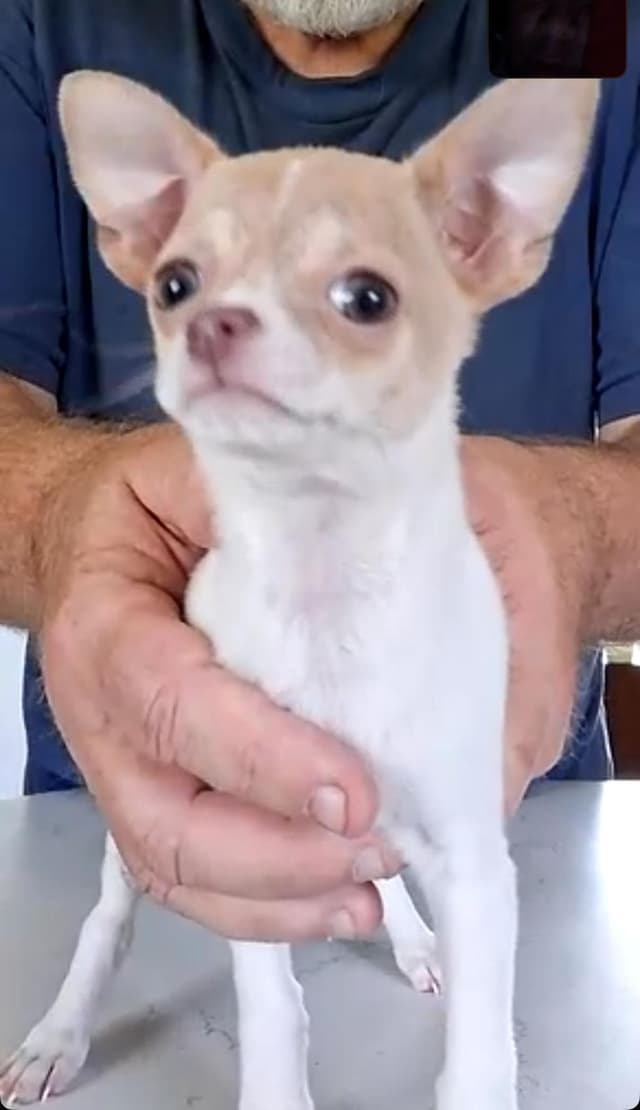 Chihuahua Puppies media 13