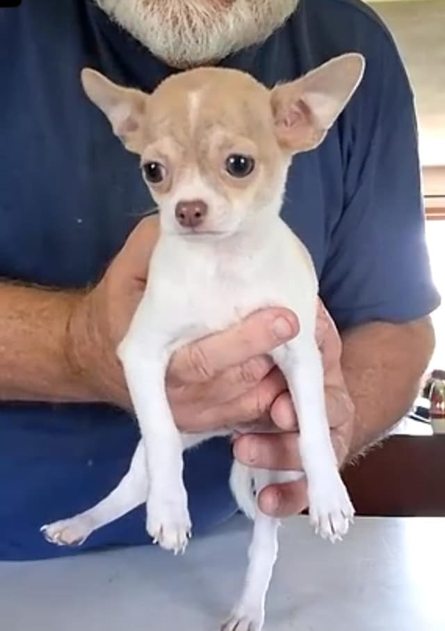 Chihuahua Puppies media 14