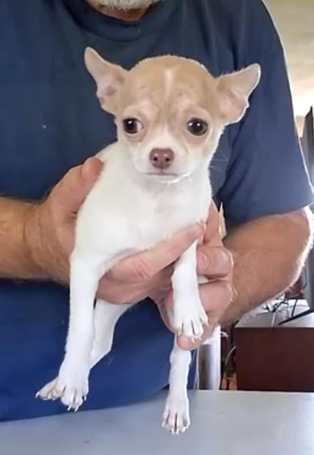 Chihuahua Puppies media 15