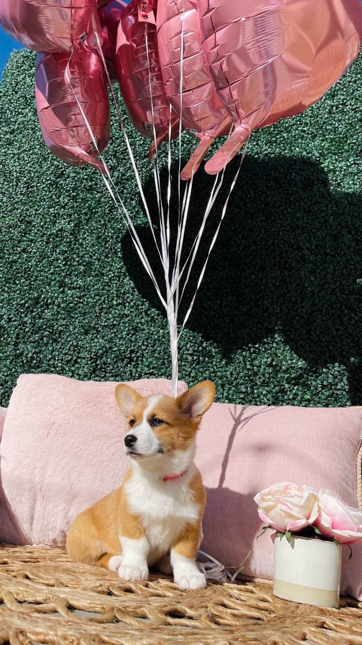 Pembroke Welsh Corgi Puppies breeder image 3