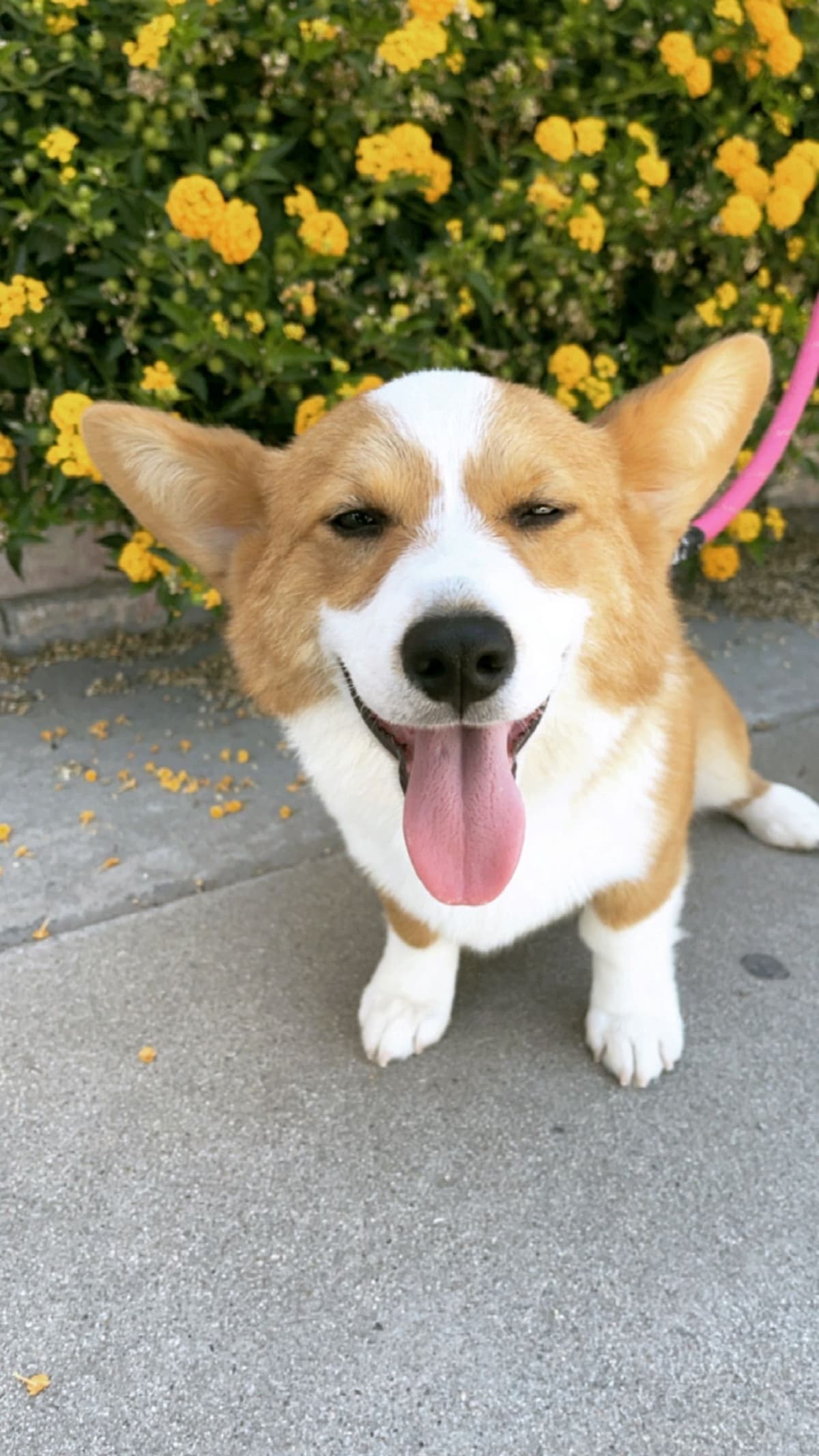 Pembroke Welsh Corgi Puppies breeder image 4