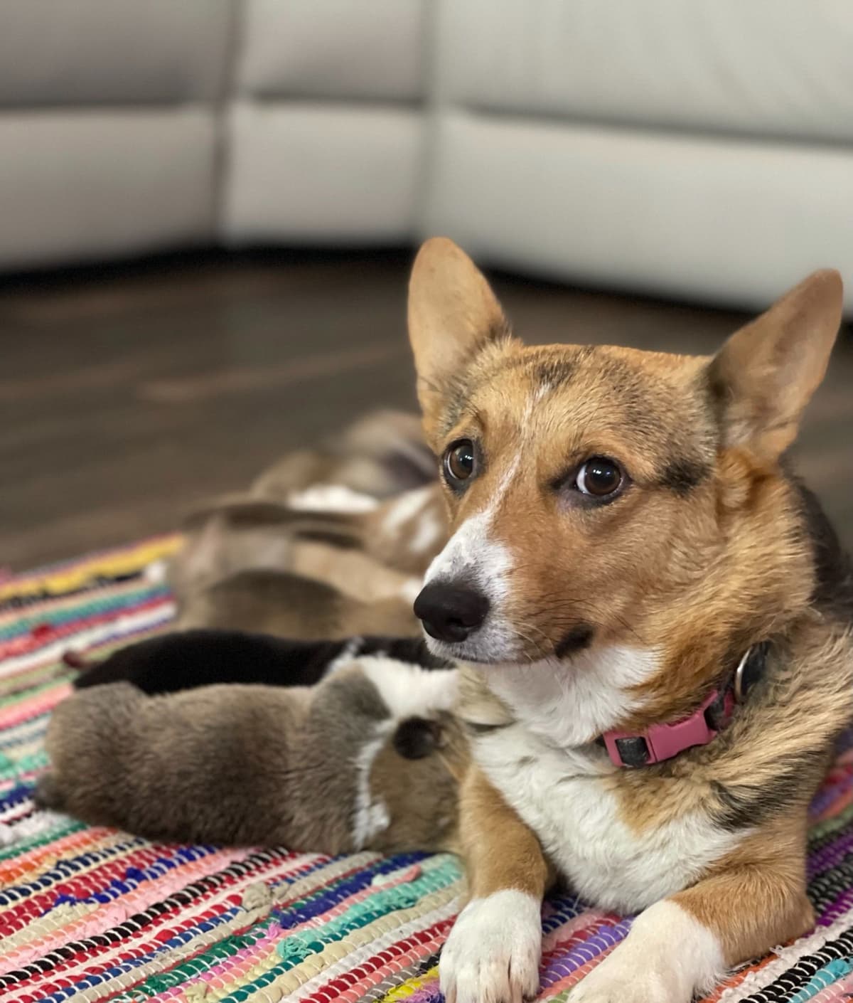 Pembroke Welsh Corgi Puppies breeder image 5