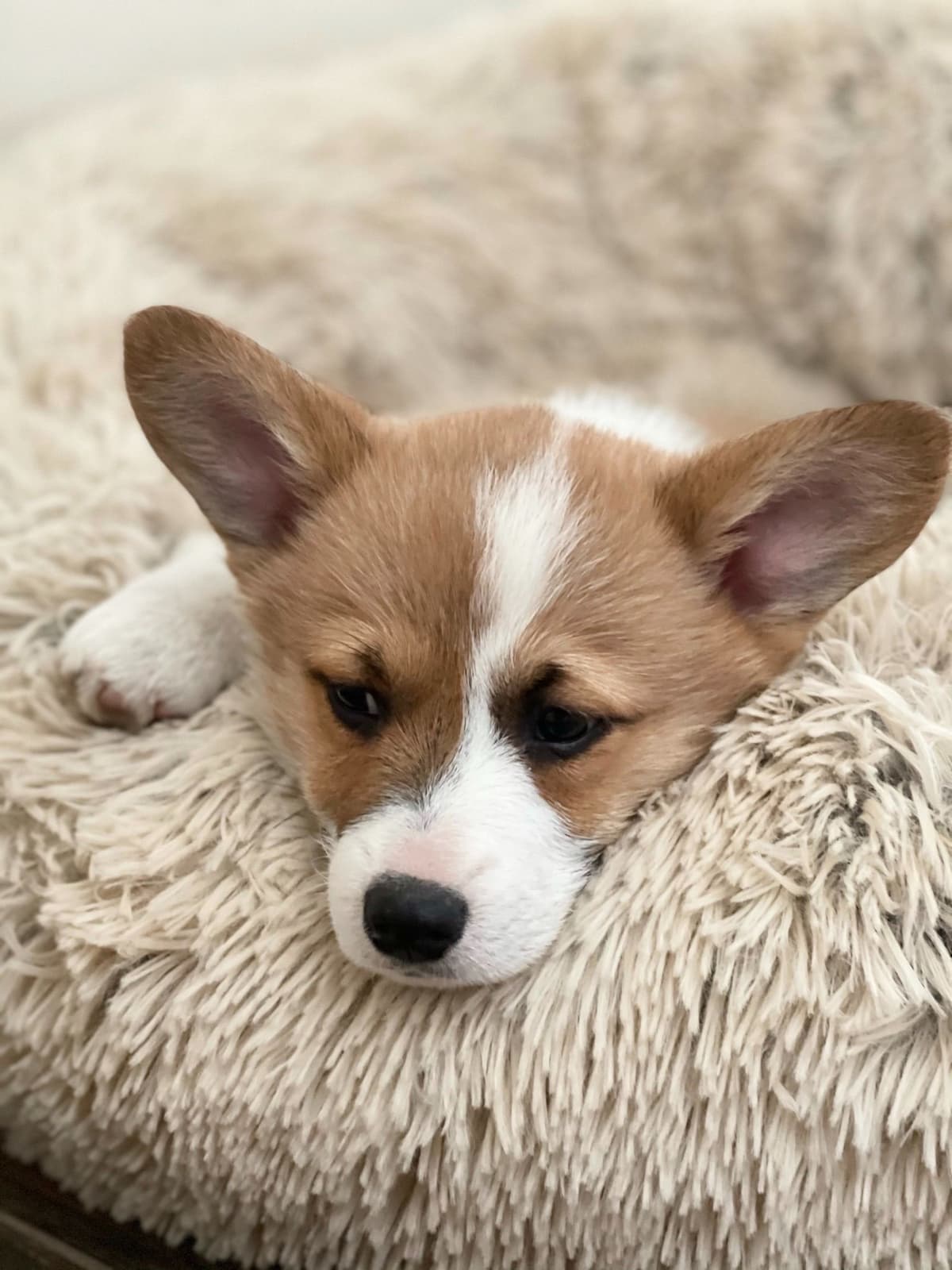 Pembroke Welsh Corgi Puppies breeder image 6