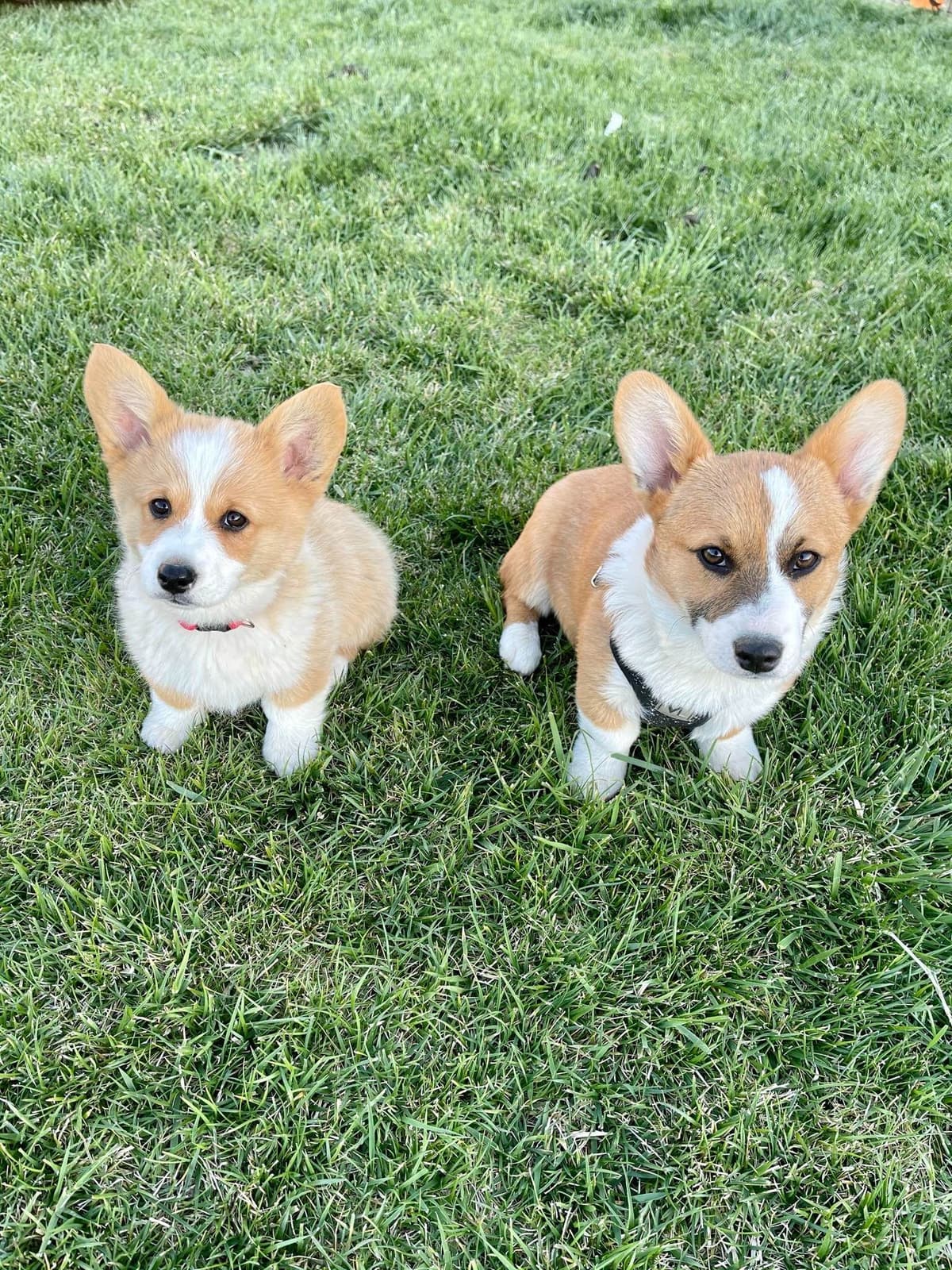 Pembroke Welsh Corgi Puppies breeder image 8