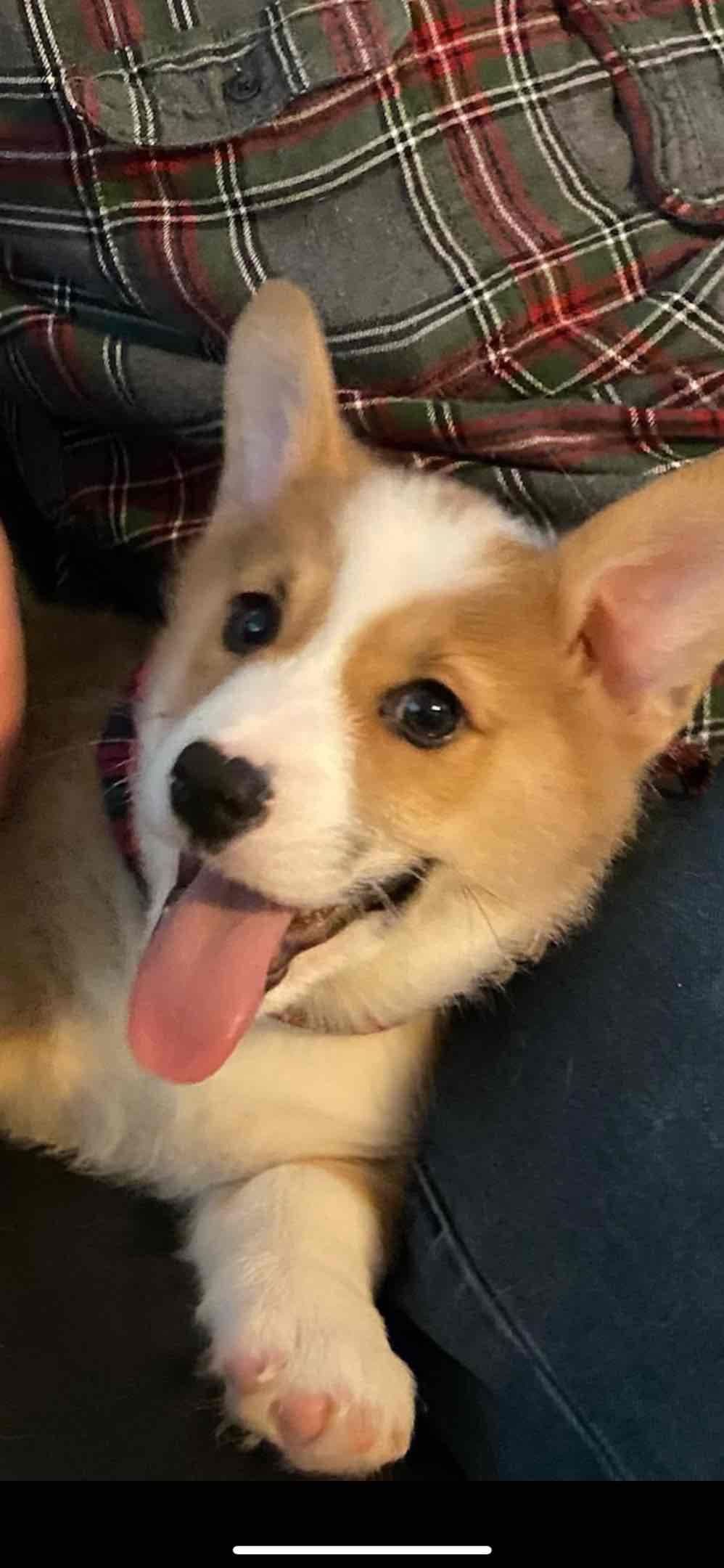 Pembroke Welsh Corgi Puppies breeder image 10