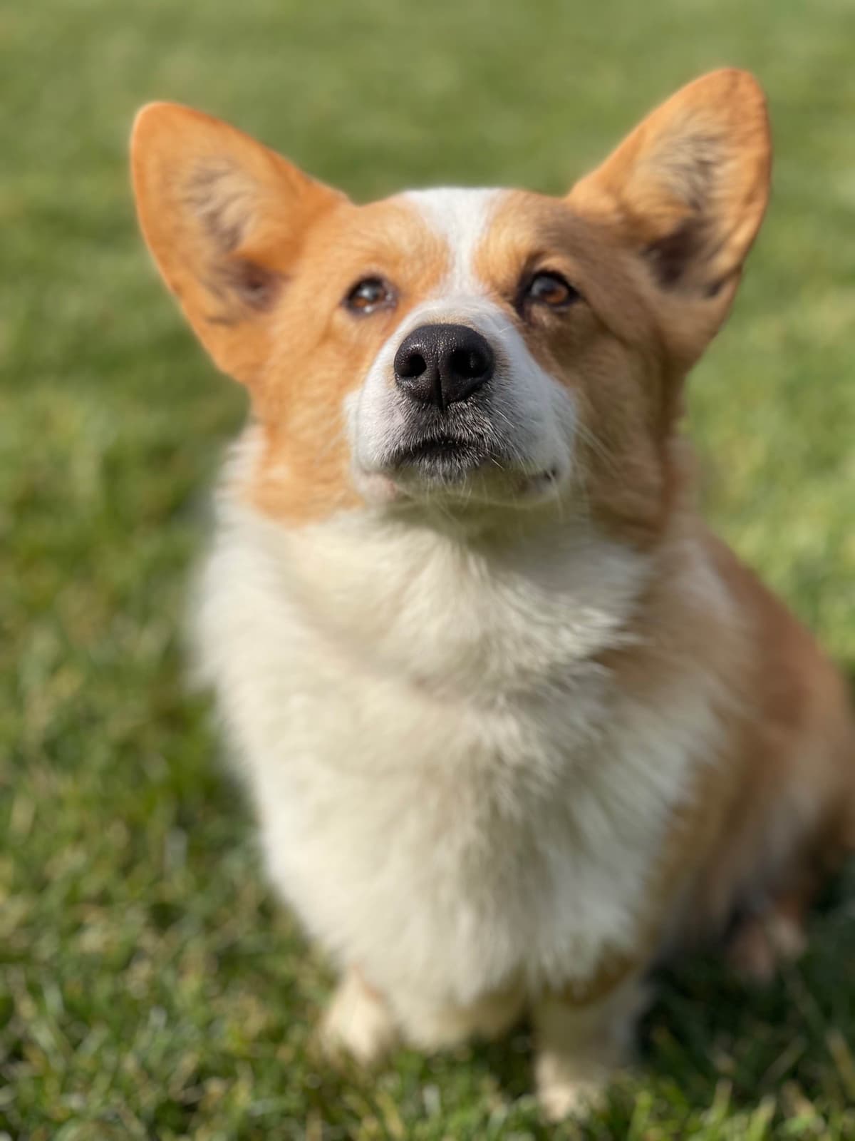 Pembroke Welsh Corgi Puppies breeder image 11