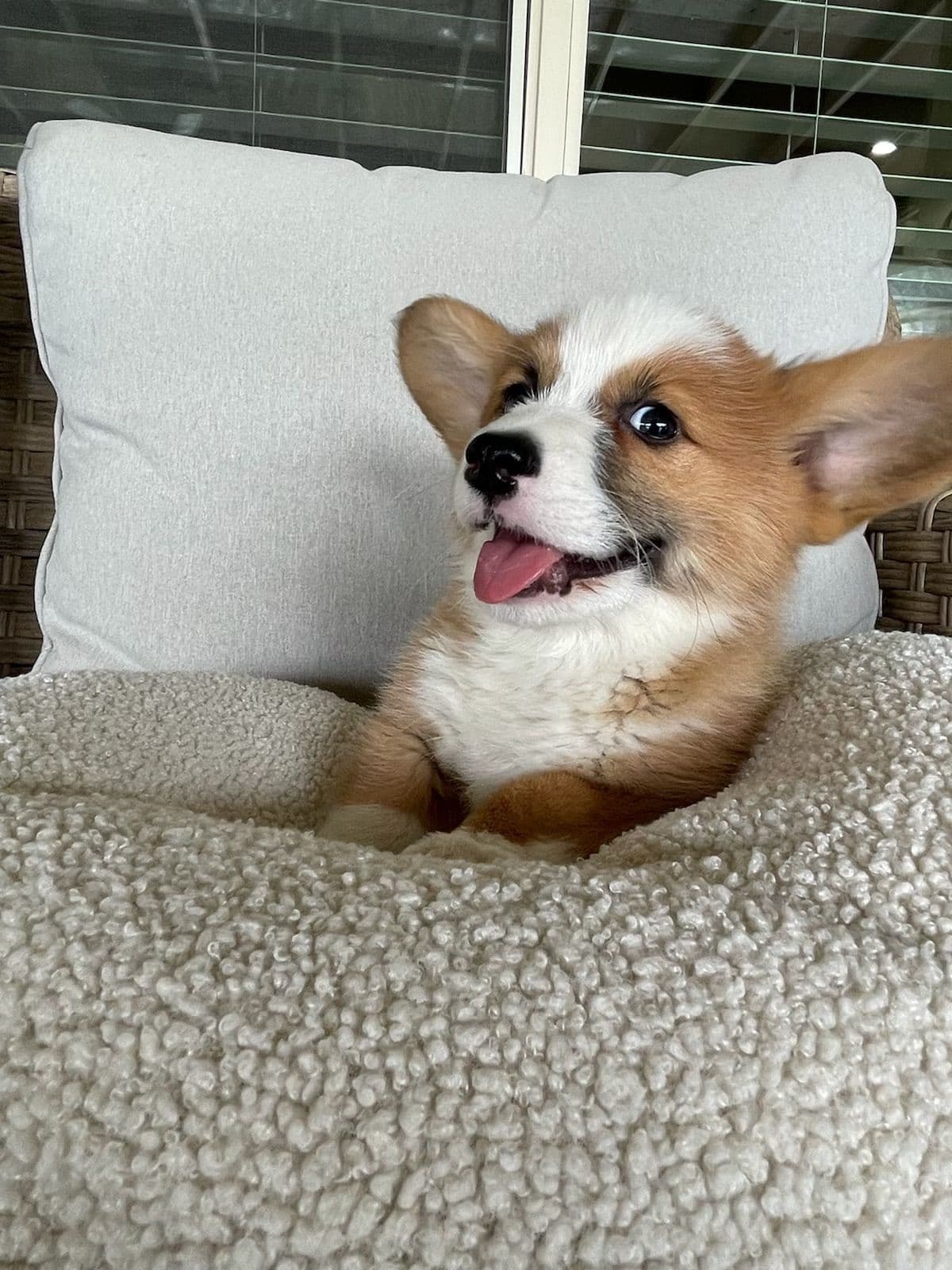 Pembroke Welsh Corgi Puppies breeder image 12