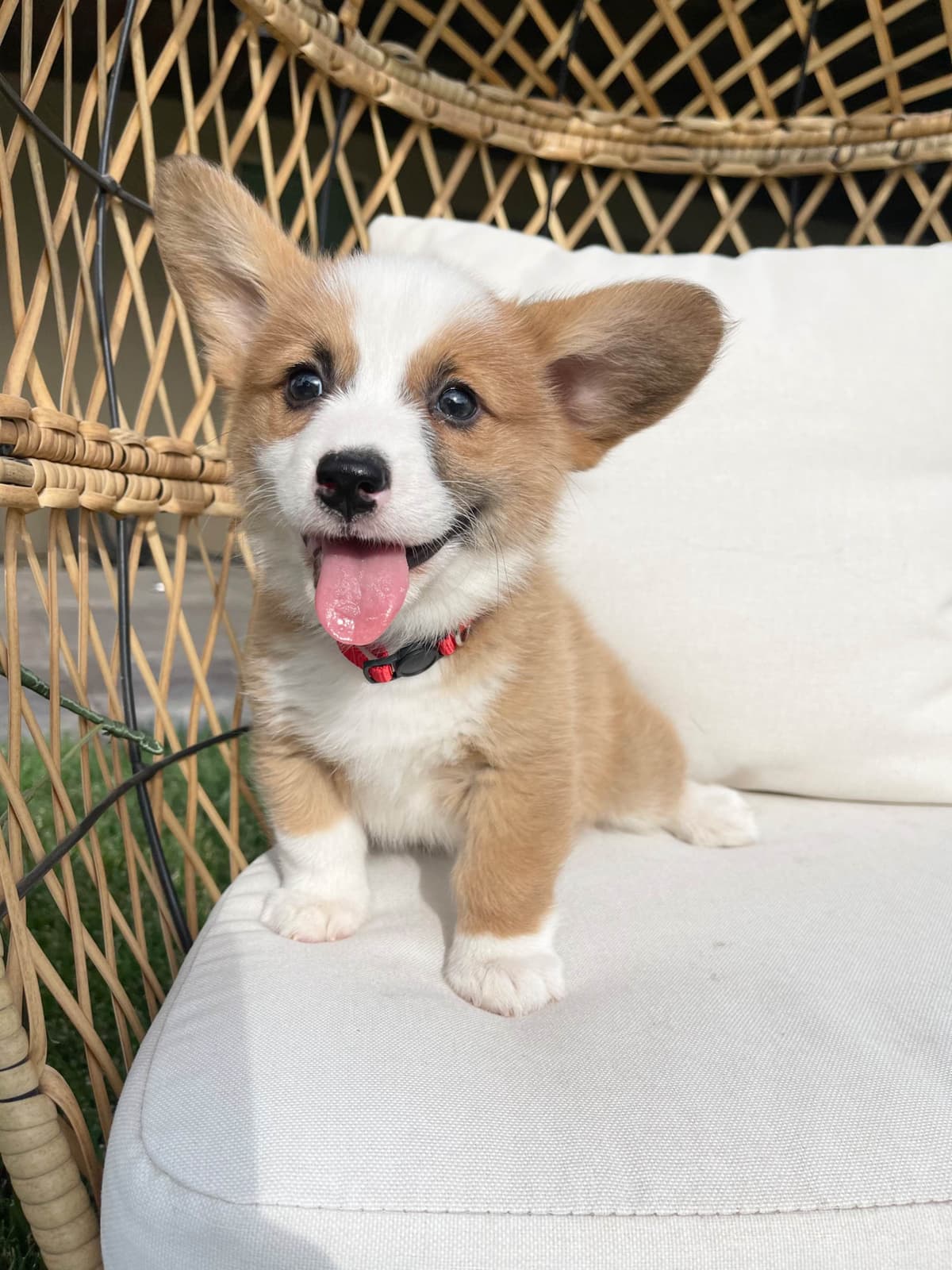 Pembroke Welsh Corgi Puppies breeder image 1