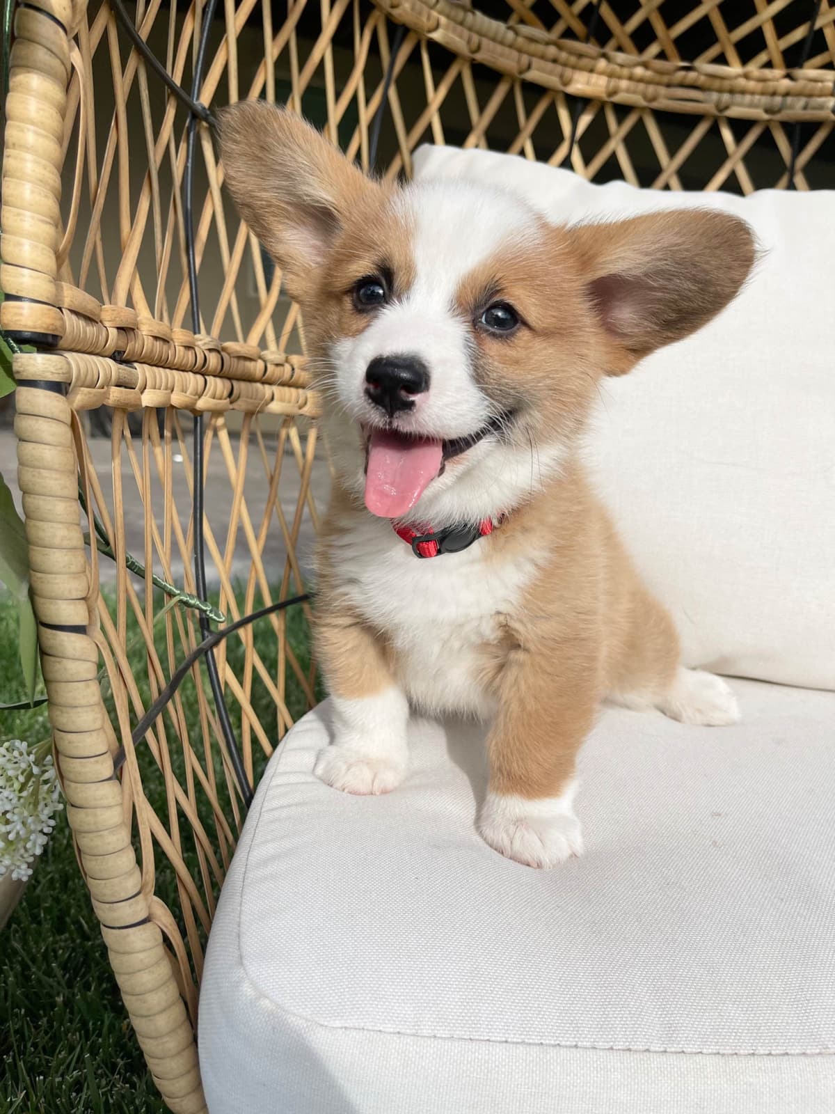 Pembroke Welsh Corgi Puppies breeder image 14